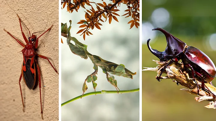 15 Creepiest and Strangest Insects on Earth