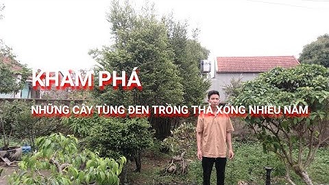 Khám phá những cây Tùng đen trồng thả xổng nhiều năm cây bóng cao 5 mét (cây cứt chuột) #30