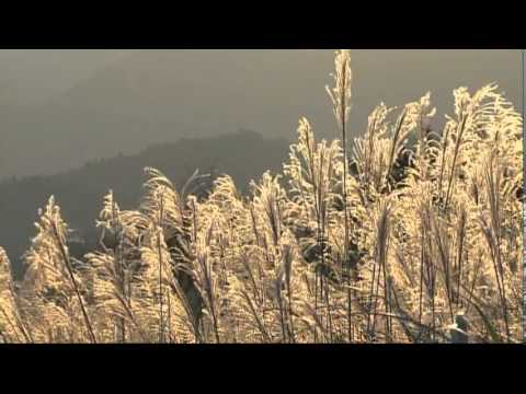 [Manyoshu] 10-2270 By the roadside, the cattail flowers below...