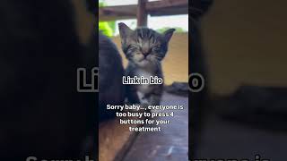 Every button pressed counts and every dollar matters #catlovers #DonateNow #PayPal #CatRescue