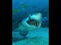 Meet the ragged tooth shark #sharks #wildlife #wildlifeshorts