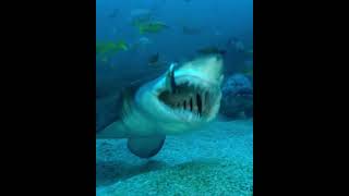 Meet the ragged tooth shark #sharks #wildlife #wildlifeshorts