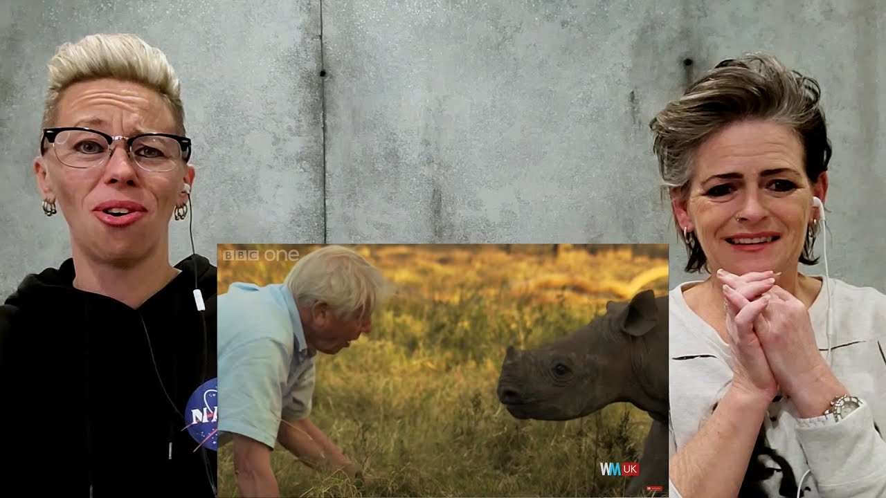 American Couple Reacts: David Attenborough! Learning about the UK's National Treasure! FIRST TIME!!