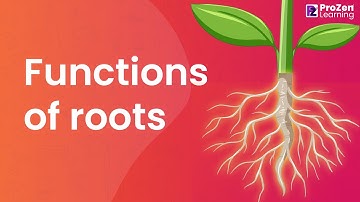 EVS | Biology | Functions of Roots | Prozen learning