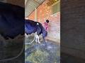 PLEASE SUBSCRIBE ME❤️✅#cow #farming #trending #shortvideo #youtubevideo #explore