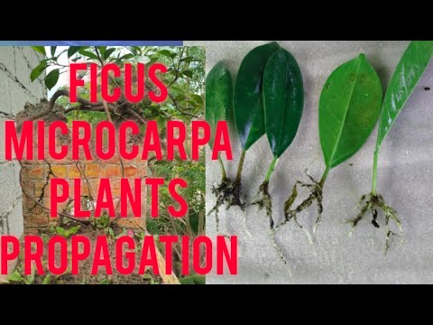 Video: Paano Mapalaganap Ang Ficus? Paano Mapalaganap Ang Malalaking Dahon Na Ficus Na May Dahon Sa Bahay? Paano I-root Ito? Paglaganap Ng Binhi At Iba Pang Mga Pamamaraan