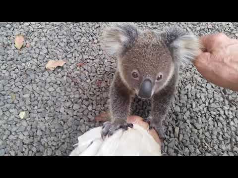 Koala baby rescue