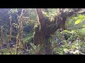 2 mins of Mountain Forest in Abkhazia