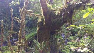 2 mins of Mountain Forest in Abkhazia