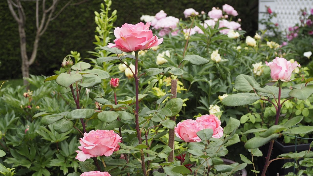 Fertilizing roses for the new season 2023 Part 2 Roses in the