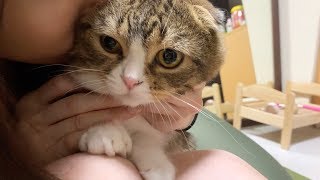 欲望のままに猫吸いしたら嫌われてしまったママ