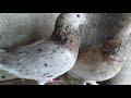 Мраморные и Ленинаканцы,Бойные голуби.Marble and Leninakan fighting pigeons.