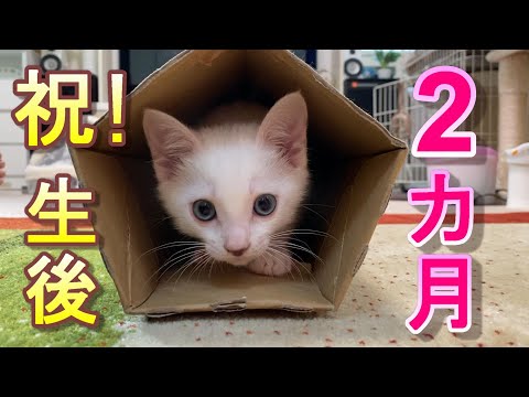 残1。猫の親子 イギリス製 maxresdefault.jpg