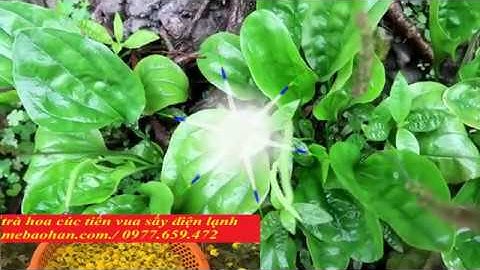 Cây mã đề Thuốc quý chữa bệnh thận và đường tiết niệu @mebaohan.official