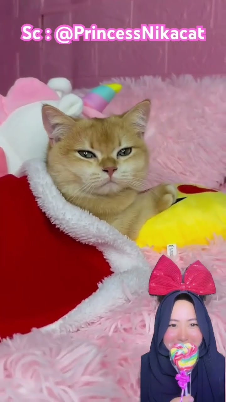 KITTY BERMIMPI BURUK ⁉️? Tapi Ternyata itu…@PrincessNikacat #shorts #funny #dubbing