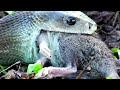 Mamba Negra - La Serpiente más Peligrosa y Venenosa de África