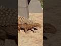 All Ankylosaurians - JWE 3 #shorts