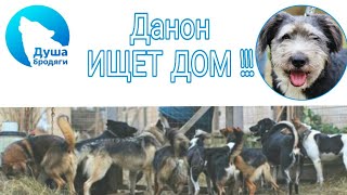 ДАНОН ИЩЕТ НОВЫЙ ДОМ !!! КАЛУГА ДАНОН ИЩЕТ НОВЫЙ ДОМ !!! КАЛУГА