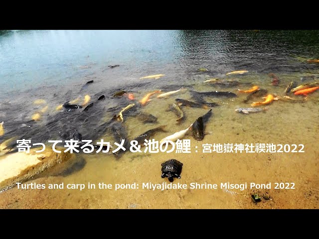 寄って来るカメ＆池の鯉：宮地嶽神社禊池2022Turtles and carp in the
