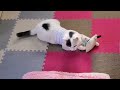 保護猫　子猫のちびまる　ミニちびちゃん登場！！