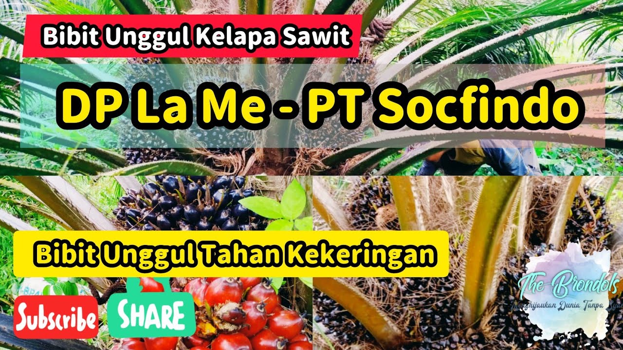 Bibit Unggul Kelapa Sawit Lame Pt Socfindo Youtube