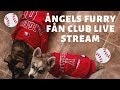 ÅNGELS BASEBALL DOG FÅN CLUB | KLEE KAI PUPPY LIVE CAM の動画、YouTube動画。
