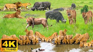 Дикая природа Африки 4K: Национальный парк Масаи Мара – Настоящие звуки Африки – Видео 4K Ultra HD