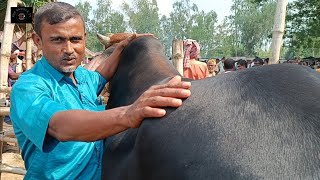 @ সোমবার ৬ মে"২৪|| ভালো জিনিস, ভালো দাম, কুরবানির ষাঁড় গরুর কেনা-বেচা দিনাজপুরের আমবাড়ী হাটে||