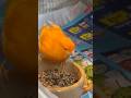 Shortsvideo Birds Pets Canaries Shortsvideo Birds Pets Canaries