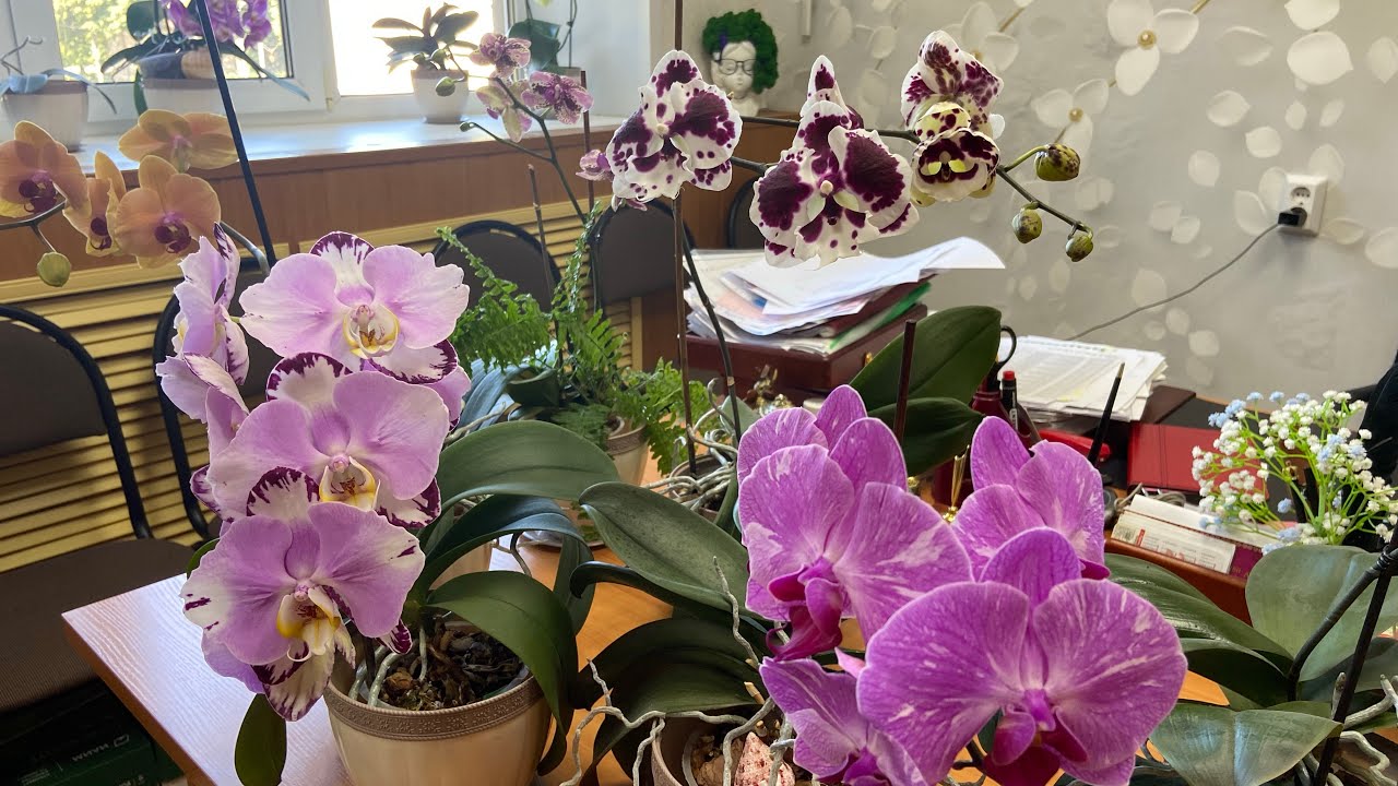 Мои орхидеи на работе. Делюсь красотой!😍💕 # orhids #phalaenopsis  #flowers #фаленопсис 