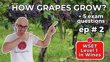 How and Where Do Grapes Grow? I 🍇 WSET Level 1 in Wines – Episode #2
