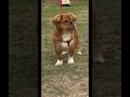 #trending #dog #viralvideo #viral #shortsfeed #dogshorts #shorts#goat #viralreels