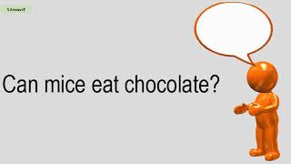 Can Mice Eat Chocolate?