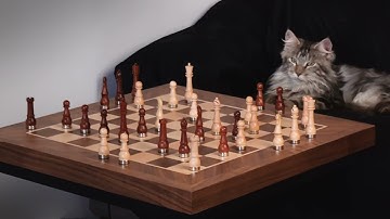 Cat vs. Phantom CHESSBOARD!