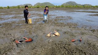 Lucky Today - Founding Many Big Mud Crabs In Muddy after Water Low Tide