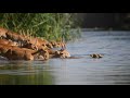 Сайгаки. Водные процедуры