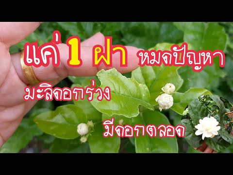 วีดีโอ: ทำไมดอกไลแลคถึงไม่บาน: สาเหตุที่พุ่มม่วงไม่เคยบาน