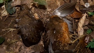 yos hav zoov tua yij tua qaib qus chaw pw .  2021