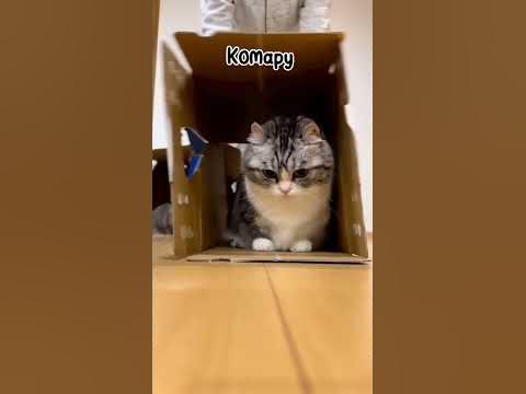 комару - YouTube