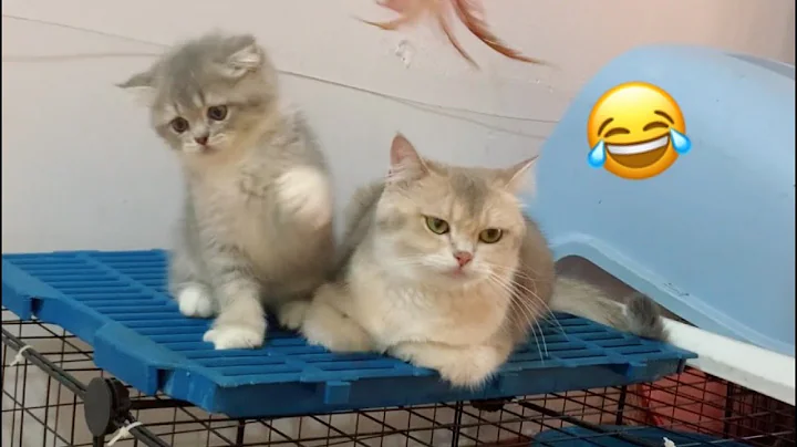 Video 3578721: cute baby animals compilation, animals cutest cats, funny sweet kittens