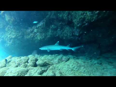 GoPro Hero 8 Underwater in Hawaii