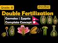 Fertilization in plants || Gametes || Zygote || Double fertilization || Explained in Nepali