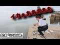 【一石三鳥】こんな美味しい釣り方ある? アオリイカを狙ったらとんでも無い事になった。