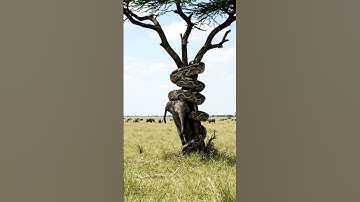 A baby elephant was trapped by a large python wrapped around a tree trunk. #elephant #python #A