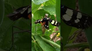 Mantis eating butterfly live.