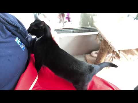 Winston Llys Nini Serving Cardiff To Swansea Branch Detail Rspca Org Uk Rspca
