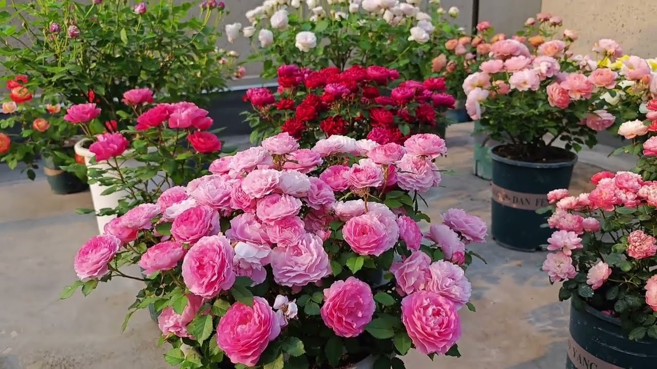 月季见花不见叶的株型是如何打造的？（聊聊修剪与株型的关系）The answer is definitely beyond your expectations