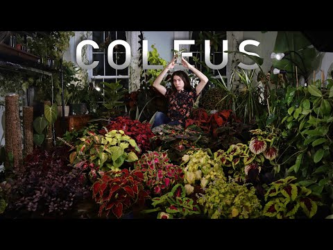 Video: Coleus Plants: Tips for care for Coleus