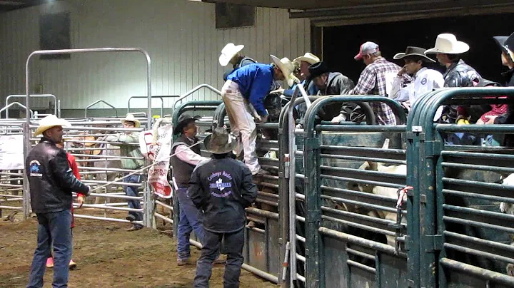 Bucking Bulls (Shane Whittaker)