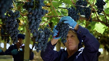 Moldovan Producer of table grapes _ AMV - GRAPE